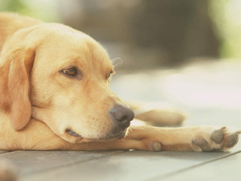 头,无人,横图,室外,特写,白天,正面,宠物,狗,阴影,朦胧,模糊,光线,影子,注视,金毛犬,一只,阳光,动物,观察,看,趴着,可爱,金毛,观看,察看,金毛猎犬,关注,寻回犬,金毛寻回犬,忠诚,金毛狗,金毛寻回狗,寻回狗,头部,犬,趴,半身,彩图