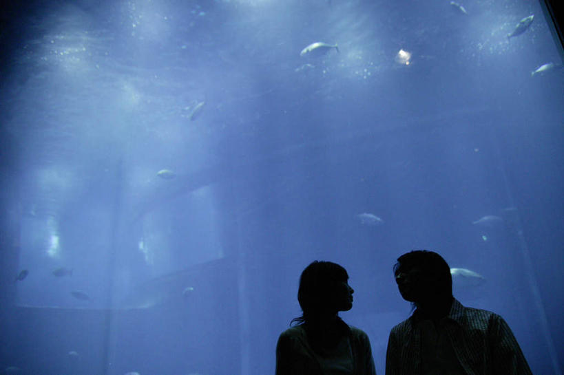 东方人,两个人,站,横图,室内,白天,仰视,爱情,亚洲,许多,表演,鱼,背光,浪漫,黄种人,鱼类,海洋生物,水族馆,站着,温暖,温馨,展示,恩爱,海底世界,恋人,展览,游动,和睦,饲养,水生动物,水生物,逆光,海底动物,收集,极地海洋世界,男人,男性,年轻男性,年轻女性,女人,女性,亚洲人,情侣,站立,半身,彩图,低角度拍摄,伴侣,融洽