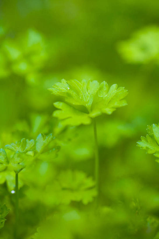 无人,农田,竖图,俯视,室外,特写,白天,庄稼,农作物,芹菜,蔬菜,叶子,阴影,朦胧,模糊,新鲜,反射,影子,食品,绿叶,食物,嫩叶,有机食品,绿色食品,荷兰芹,欧芹,香芹,法香,巴西利,洋香菜,洋芫荽,法国香菜,旱芹菜,番荽,叶,叶片,彩图,高角度拍摄,耕地,庄稼田