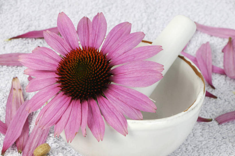 无人,横图,俯视,室内,特写,白天,餐桌,桌子,阴影,盛开,反射,影子,陶瓷,陶瓷制品,花蕾,花,花瓣,花朵,鲜花,一朵,粉色,白色,花苞,花蕊,器皿,摄影,金花菊,影棚,餐台,研磨,臼杵,研杵,王爷葵,研钵,臼,肿柄菊,彩图,高角度拍摄,影棚拍摄,拍摄