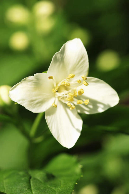 无人,竖图,俯视,室外,特写,白天,茉莉花,叶子,阴影,朦胧,模糊,盛开,光线,影子,绿叶,花蕾,花,花瓣,花朵,茉莉,鲜花,白色,阳光,花苞,花蕊,嫩叶,莫利花,没丽,没利,末莉,末利,香魂,叶,叶片,彩图,高角度拍摄,抹厉,木梨花