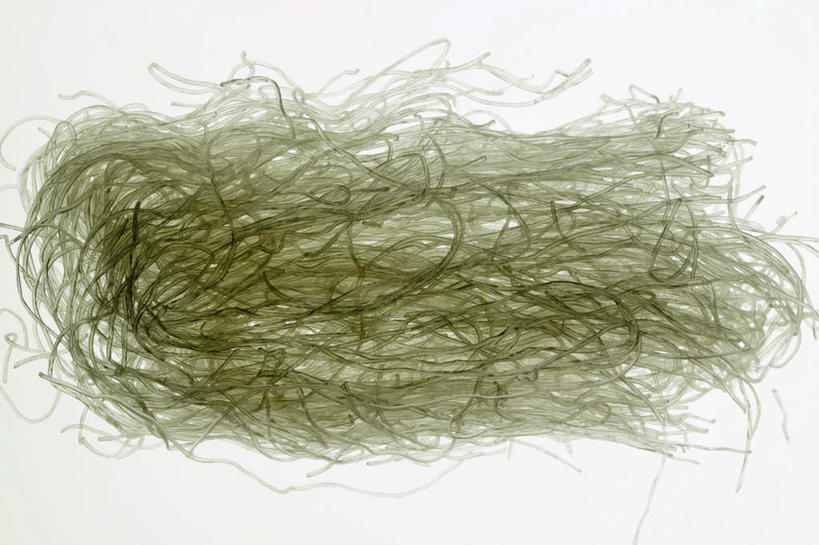 面食,面条,无人,横图,俯视,室内,特写,白天,白色背景,许多,阴影,散落,反射,影子,面,粉丝,绿色,摄影,影棚,杂乱,冬粉,彩图,高角度拍摄,影棚拍摄,拍摄