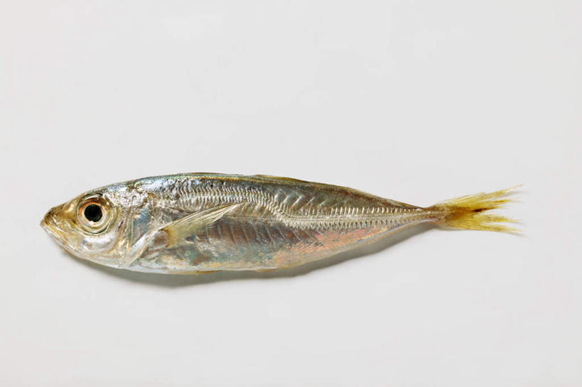 无人,横图,俯视,室内,特写,白天,白色背景,餐桌,桌子,一条,阴影,反射,鱼,影子,鱼类,摄影,影棚,餐台,凤尾鱼,凤鲚,鲚鱼,彩图,高角度拍摄,全身,影棚拍摄,拍摄