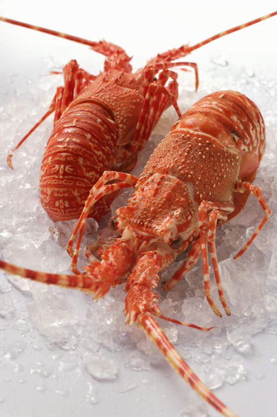 海鲜,无人,竖图,俯视,室内,特写,白天,白色背景,餐桌,桌子,一堆,许多,阴影,堆叠,堆积,反射,影子,冰,虾,冰块,冷冻,水产,海洋生物,两只,寒冷,摄影,影棚,冷藏,餐台,堆,冰冷,水生动物,海产品,水生物,海底动物,保鲜,螯虾,彩图,高角度拍摄,全身,影棚拍摄,拍摄