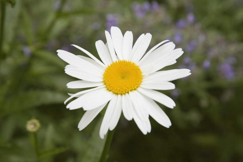 无人,横图,室外,特写,白天,正面,爱情,花海,花圃,美景,植物,叶子,朦胧,模糊,盛开,景观,茼蒿菊,花蕾,花,花瓣,花朵,花卉,鲜花,绿色,白色,自然,花丛,花束,花田,花苞,花蕊,菊花,景色,吉祥,自然风光,高洁,长寿,蓬蒿菊,怀恋,清净,真情,寿客,秋菊,木春菊,木茼蒿,彩图