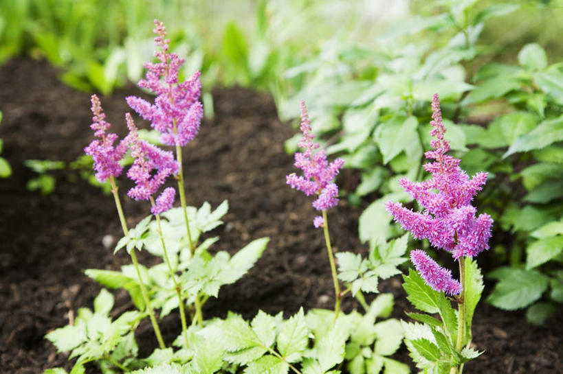 无人,横图,俯视,室外,特写,白天,花海,花圃,美景,植物,叶子,朦胧,模糊,盛开,景观,泥土,土壤,绿叶,花蕾,花,花瓣,花朵,花卉,鲜花,红色,绿色,自然,花丛,花束,花田,花苞,花蕊,嫩叶,景色,金毛,自然风光,落新妇,红升麻,三七,升麻,叶,叶片,彩图,高角度拍摄