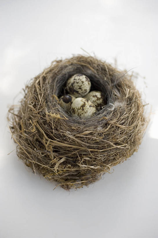 无人,竖图,俯视,室内,特写,白天,白色背景,植物,餐桌,桌子,阴影,环绕,缠绕,反射,鸟巢,鸟窝,影子,斑点,蛋,枝条,鹌鹑蛋,四颗,树,树木,树枝,一个,摄影,影棚,单个,餐台,纠缠,卵,鹌鹑卵,鹑鸟蛋,虬枝,枝杈,彩图,高角度拍摄,影棚拍摄,拍摄