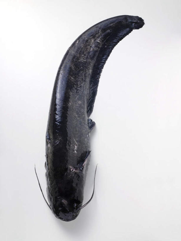 海鲜,无人,竖图,俯视,室内,特写,白天,白色背景,一条,阴影,反射,鱼,影子,水产,鱼类,海洋生物,黑色,摄影,影棚,死亡,水生动物,海产品,水生物,海底动物,鲇鱼,塘鲺,殒命,灭亡,塘虱鱼,塘虱,黏鱼,胡子鲢,彩图,高角度拍摄,全身,影棚拍摄,拍摄