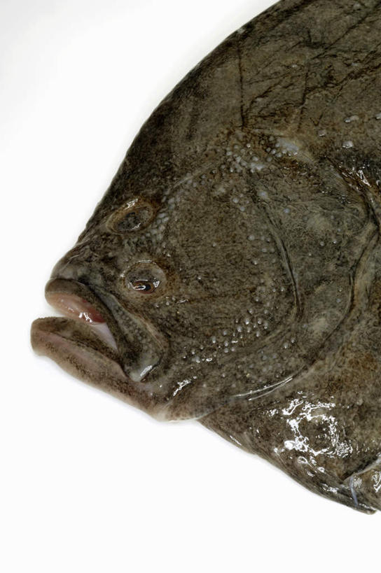 海鲜,无人,竖图,俯视,室内,特写,白天,白色背景,桌面,桌子,比目鱼,阴影,反射,木制,鱼,影子,水产,海洋生物,木制品,摄影,影棚,水生动物,海产品,水生物,海底动物,鲽鱼,半身,彩图,高角度拍摄,影棚拍摄,拍摄