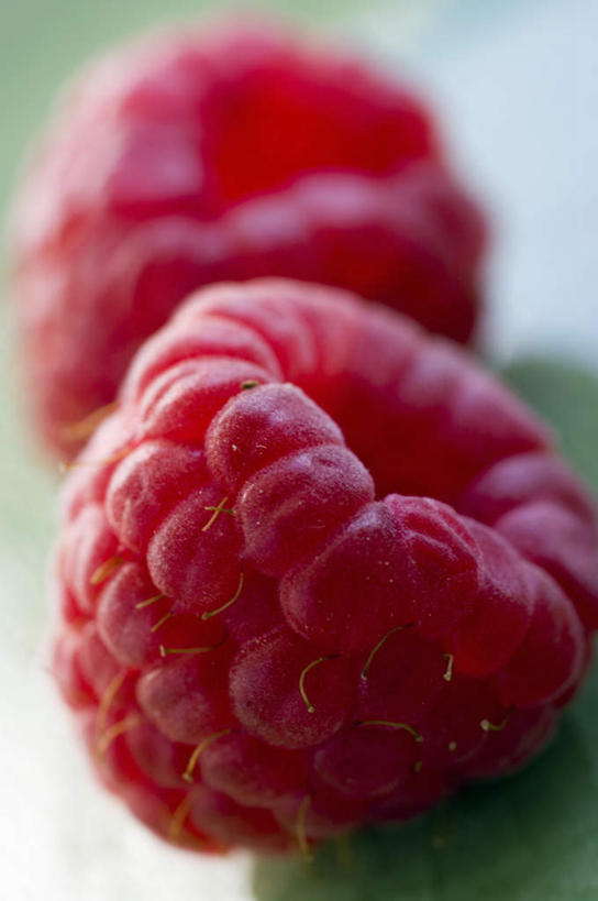 无人,竖图,室外,特写,白天,正面,水果,两棵,阴影,朦胧,模糊,新鲜,光线,影子,生食,食品,果实,食物,红色,阳光,有机食品,绿色食品,山莓,树莓,三月泡,四月泡,山抛子,刺葫芦,悬钩子,馒头菠,高脚菠,龙船泡,泡儿刺,彩图