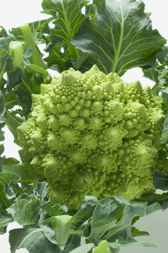 无人,竖图,俯视,室内,特写,白天,白色背景,蔬菜,阴影,新鲜,反射,影子,花菜,花椰菜,西兰花,食品,食物,摄影,有机食品,绿色食品,影棚,椰菜花,甘蓝花,彩图,高角度拍摄,影棚拍摄,拍摄