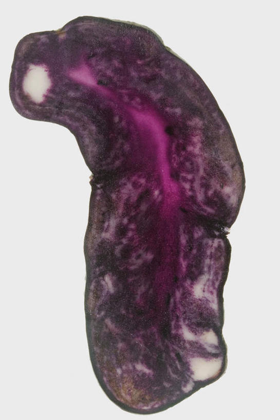 无人,竖图,俯视,室内,特写,白天,白色背景,一片,切开,阴影,反射,影子,切,摄影,影棚,紫薯,剖面,切面,黑薯,紫红薯,山芋,甘薯,番薯,地瓜,彩图,高角度拍摄,影棚拍摄,拍摄