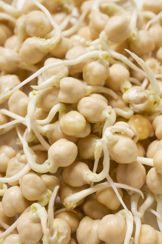 无人,竖图,俯视,室内,特写,白天,蔬菜,一堆,许多,堆叠,堆积,新鲜,豆类,豆芽,食品,很多,食物,有机食品,绿色食品,堆,豆芽菜,鹰嘴豆,回鹘豆,桃豆,鸡豆,诺胡提,芽苗菜,彩图,高角度拍摄