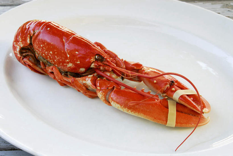 海鲜,龙虾,无人,横图,俯视,室内,特写,白天,烹饪,西餐,餐具,朦胧,模糊,碟子,盘,钳子,料理,食品,水产,菜肴,美食,海洋生物,食物,一只,盘子,碟,西式,摄影,佳肴,影棚,虾壳,水生动物,海产品,澳洲,水生物,澳洲龙虾,海底动物,大龙虾,彩图,高角度拍摄,影棚拍摄,拍摄