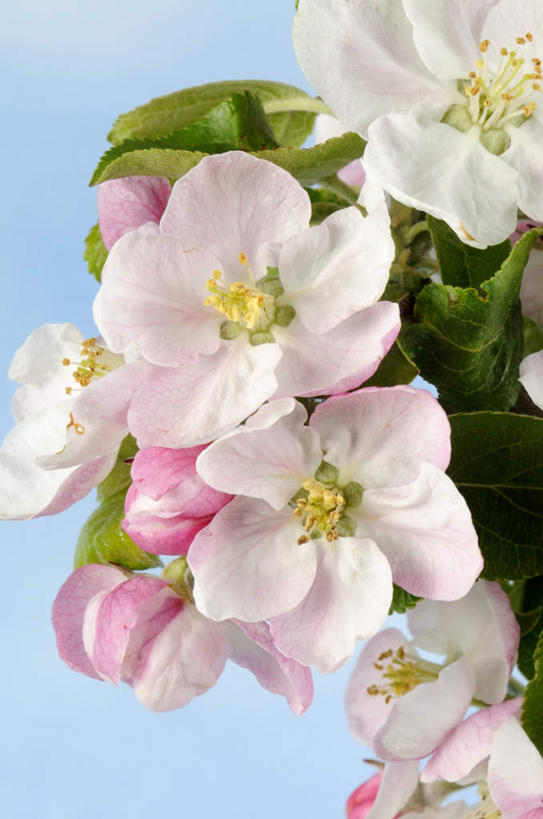 无人,竖图,室外,特写,白天,仰视,植物,朦胧,模糊,盛开,云,云朵,果树,花蕾,云彩,花,花瓣,花朵,鲜花,树,树木,蓝色,绿色,白云,蓝天,天空,自然,天,花苞,花蕊,生长,晴朗,成长,晴空,彩图,低角度拍摄