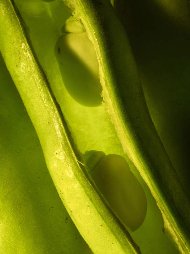 无人,竖图,俯视,室内,特写,白天,植物,豆,扁豆,朦胧,模糊,豆类,豆子,豌豆,绿色,豆科,白扁豆,羊眼豆,沿篱豆,小刀豆,藤豆,树豆,膨皮豆,南豆,南扁豆,凉衍豆,蛾眉豆,茶豆,藊豆,彩图,高角度拍摄