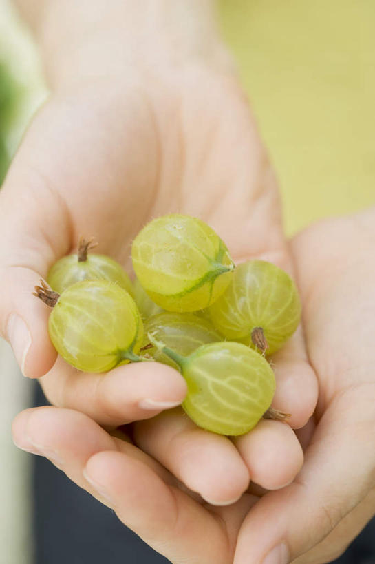 手,一个人,站,捧,竖图,俯视,室内,特写,白天,葡萄,水果,双手,仅一个人,服装,朦胧,模糊,新鲜,生食,食品,果实,休闲装,食物,衣服,绿色,站着,休闲,手部,休闲服,服饰,有机食品,绿色食品,女人,女性,山葫芦,蒲桃,草龙珠,端,端着,捧着,手捧,站立,半身,彩图,高角度拍摄