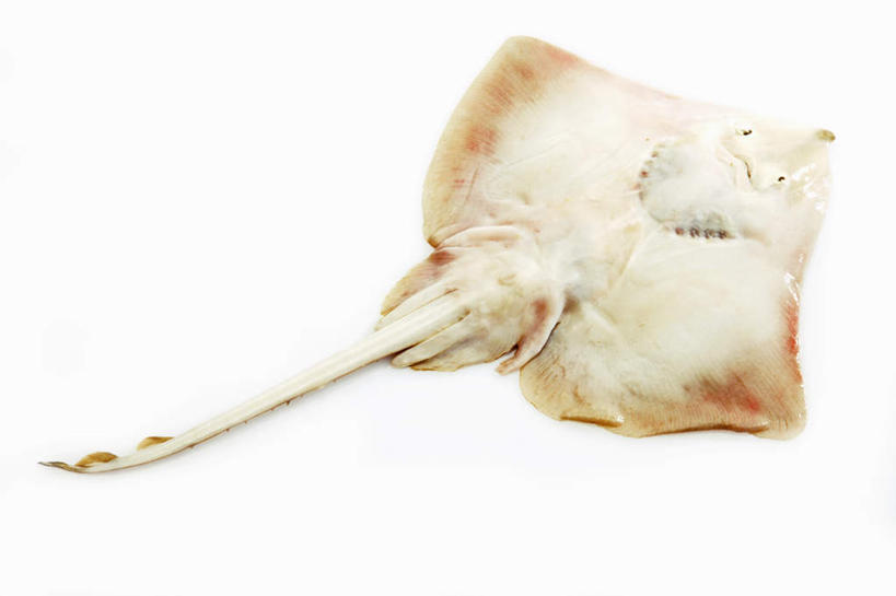 海鲜,无人,横图,俯视,室内,特写,白天,白色背景,比目鱼,鱼,水产,海洋生物,一只,摄影,影棚,死亡,水生动物,海产品,水生物,海底动物,殒命,灭亡,鲽鱼,彩图,高角度拍摄,影棚拍摄,拍摄