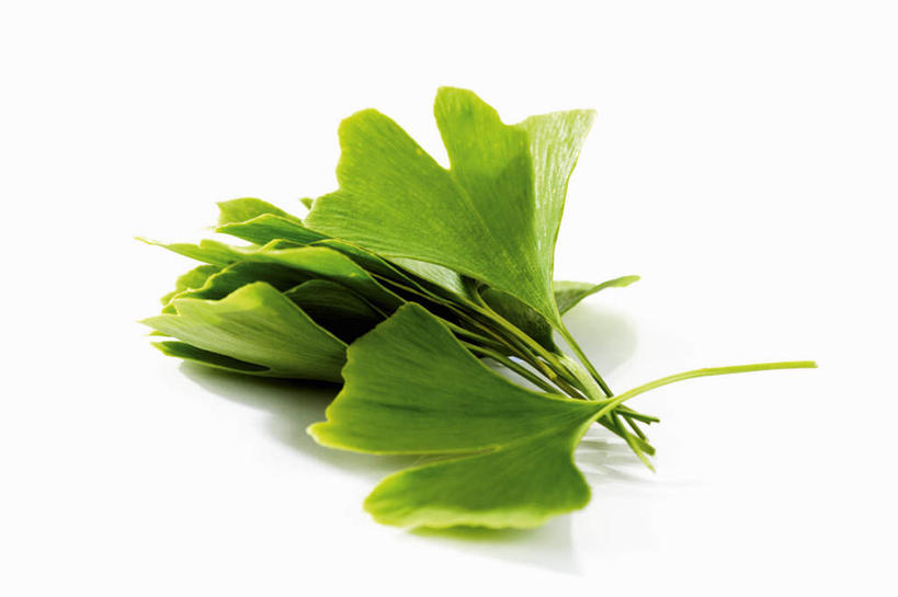 无人,横图,俯视,室内,特写,白天,白色背景,植物,叶子,阴影,朦胧,模糊,反射,影子,草药,药草,中药,树叶,银杏叶,摄影,影棚,药材,中草药,中药材,本草,白果叶,叶片,彩图,高角度拍摄,影棚拍摄,拍摄