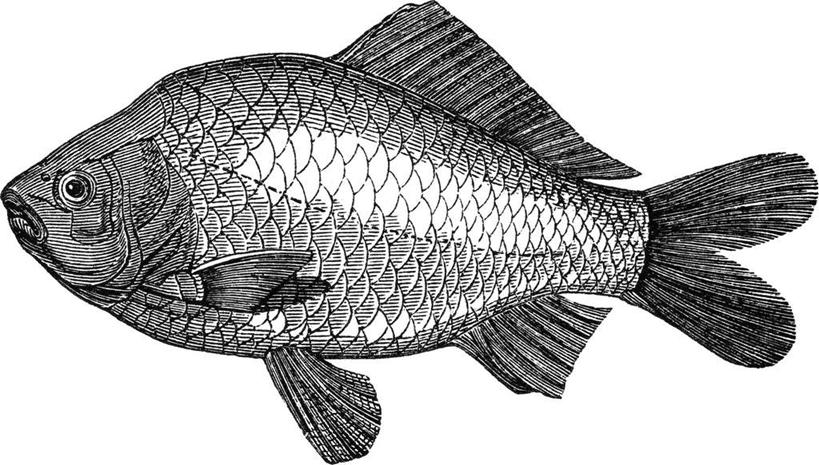 无人,横图,黑白,插画,室内,特写,白天,白色背景,正面,抽象,数码,科技,鲤鱼,一条,阴影,网络,鱼,高光,几何,计算机图形,合成,图画,鱼类,手绘,画,创意,虚幻,电脑合成图,数码合成图,合成图,漫画,素描,写实,具体,具象,鲤子,鲤拐子,全身