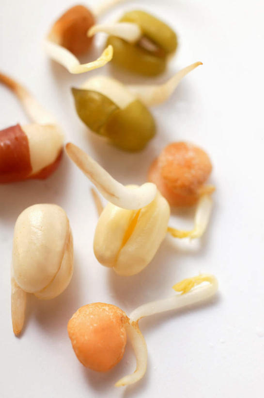 无人,竖图,俯视,室内,特写,白天,白色背景,植物,豆,蔬菜,阴影,新鲜,反射,影子,豆类,豆芽,豆子,食品,食物,摄影,有机食品,绿色食品,影棚,绿豆,豆芽菜,豆科,青小豆,芽苗菜,菉豆,植豆,彩图,高角度拍摄,影棚拍摄,拍摄