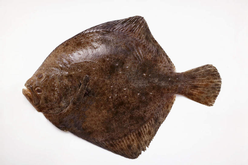 海鲜,无人,横图,俯视,室内,特写,白天,白色背景,比目鱼,一条,阴影,反射,鱼,影子,水产,海洋生物,摄影,影棚,死亡,水生动物,海产品,水生物,海底动物,鲽鱼,彩图,高角度拍摄,全身,影棚拍摄,拍摄