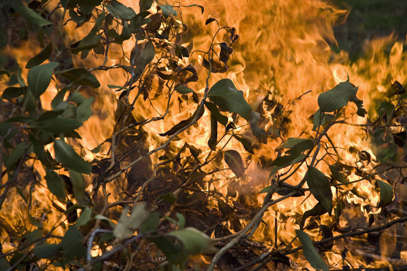 无人,横图,室外,白天,正面,热情,火,叶子,澳大利亚,火焰,绿叶,燃烧,嫩叶,火灾,灾难,大洋洲,澳洲,南方大陆,澳大利亚联邦,维多利亚,维多利亚州,劫难,磨难,灾祸,危险,叶,叶片,彩图,灾害