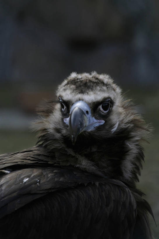 头,无人,竖图,室外,特写,白天,正面,鸟,野生动物,羽毛,阴影,朦胧,模糊,轻盈,柔软,光线,鸟类,秃鹫,影子,注视,一只,阳光,动物,观察,看,观看,察看,关注,凶猛,轻柔,黑秃鹫,残暴,凶残,头部,座山雕,秃鹰,狗头鹫,半身,彩图