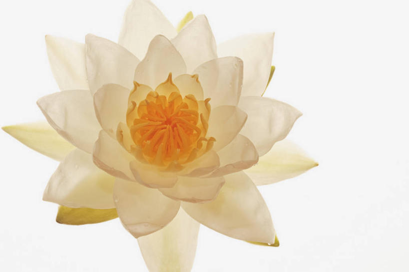 无人,横图,室内,特写,白天,白色背景,正面,睡莲,盛开,花蕾,花,花瓣,花朵,鲜花,一朵,白色,花苞,花蕊,摄影,影棚,纯真,妖艳,水芹花,抒情,洁净,水洋花,小莲花,子午莲,彩图,影棚拍摄,拍摄