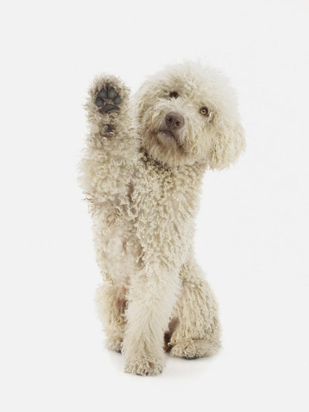 无人,坐,举,竖图,室内,特写,白天,白色背景,正面,宠物,狗,猎犬,爪子,注视,一只,动物,观察,看,托,可爱,摄影,影棚,观看,恳求,察看,关注,忠诚,葡萄牙水犬,犬,举起,举手,举着,向上举,向上伸,向上托,坐着,彩图,全身,影棚拍摄,拍摄,单猎犬