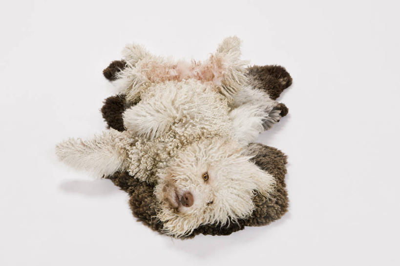 无人,躺,横图,俯视,室内,特写,白天,白色背景,宠物,狗,纺织品,阴影,装饰,反射,毛毯,毯子,影子,猎犬,注视,纺织,一只,动物,垫子,观察,看,温暖,可爱,摄影,影棚,观看,华丽,修饰,点缀,察看,关注,忠诚,衬托,美观,雅致,雅观,葡萄牙水犬,卧着,犬,躺着,卧,彩图,高角度拍摄,全身,影棚拍摄,拍摄,单猎犬