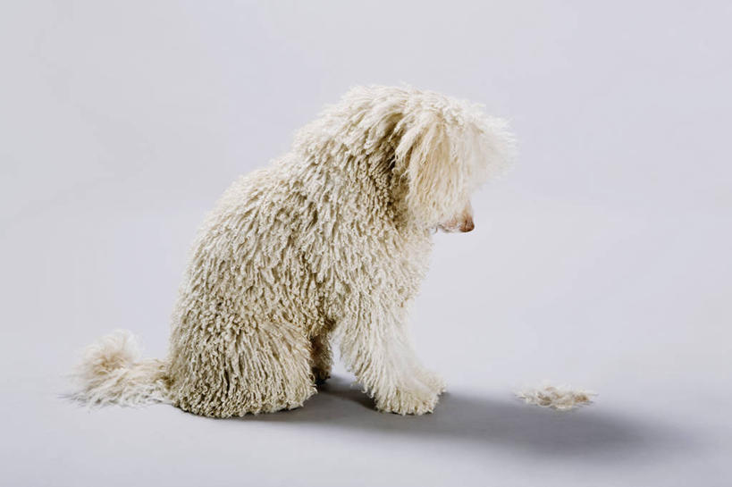 无人,坐,横图,室内,特写,白天,白色背景,侧面,宠物,狗,阴影,反射,影子,猎犬,注视,一只,白色,动物,低头,观察,看,可爱,摄影,影棚,观看,察看,毛发,关注,忠诚,葡萄牙水犬,犬,坐着,彩图,全身,影棚拍摄,拍摄,单猎犬