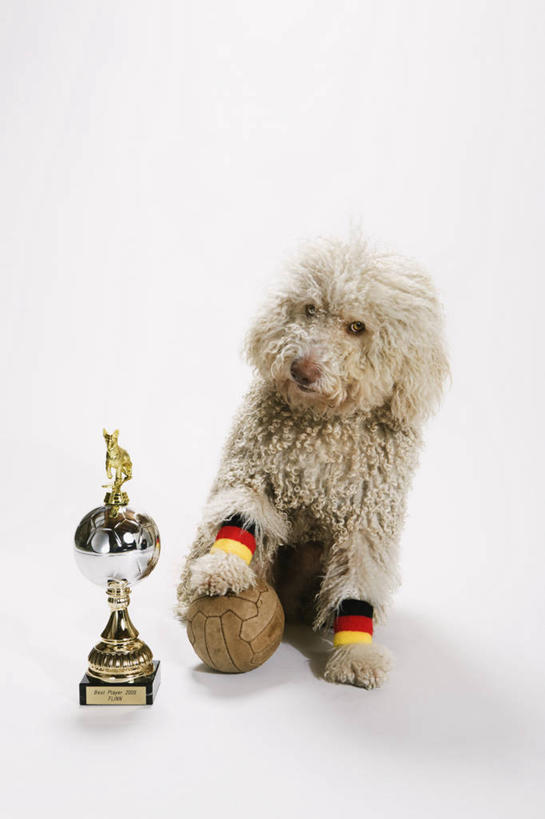 无人,坐,竖图,室内,白天,白色背景,正面,成功,胜利,足球,宠物,狗,旗帜,国旗,阴影,反射,影子,足球装备,猎犬,注视,运动器械,踩,一个,一只,动物,踩着,观察,看,健身器械,光彩,可爱,摄影,影棚,单个,观看,察看,关注,健身器材,荣誉,奖品,忠诚,德国国旗,蹴鞠,荣耀,葡萄牙水犬,光荣,足球运动,旗,犬,坐着,彩图,全身,影棚拍摄,拍摄,单猎犬,三色旗,运动器材,奖杯