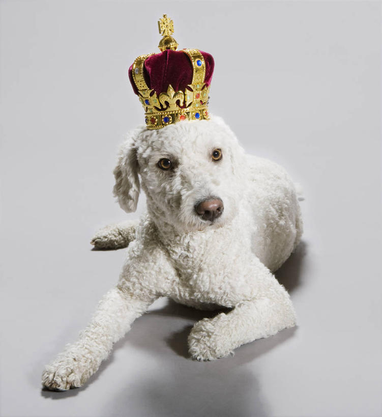 无人,竖图,室内,白天,白色背景,正面,宠物,狗,皇冠,阴影,反射,影子,猎犬,注视,一只,动物,观察,看,趴着,可爱,摄影,影棚,观看,权威,察看,高贵,关注,忠诚,一顶,权力,统治,葡萄牙水犬,王冠,犬,趴,彩图,全身,影棚拍摄,拍摄,单猎犬