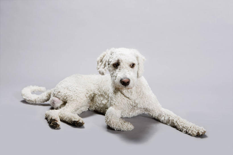 无人,横图,室内,特写,白天,白色背景,正面,宠物,狗,阴影,反射,影子,猎犬,注视,一只,白色,动物,观察,看,趴着,可爱,摄影,影棚,观看,察看,关注,忠诚,葡萄牙水犬,犬,趴,彩图,全身,影棚拍摄,拍摄,单猎犬