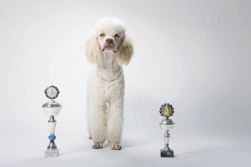 无人,站,横图,室内,白天,白色背景,正面,成功,胜利,宠物,狗,阴影,反射,影子,猎犬,注视,两个,一只,白色,动物,观察,看,站着,光彩,可爱,摄影,影棚,观看,察看,关注,荣誉,奖品,忠诚,荣耀,葡萄牙水犬,光荣,犬,站立,彩图,全身,影棚拍摄,拍摄,单猎犬,奖杯