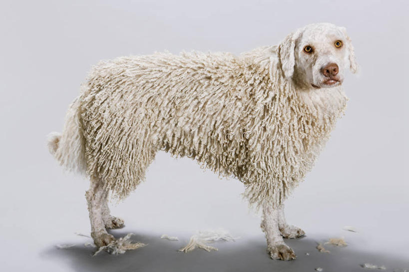 无人,站,横图,室内,特写,白天,白色背景,侧面,宠物,狗,阴影,反射,影子,猎犬,扭头,注视,白色,动物,观察,看,站着,转头,可爱,摄影,影棚,观看,察看,关注,忠诚,葡萄牙水犬,犬,站立,彩图,全身,影棚拍摄,拍摄,单猎犬