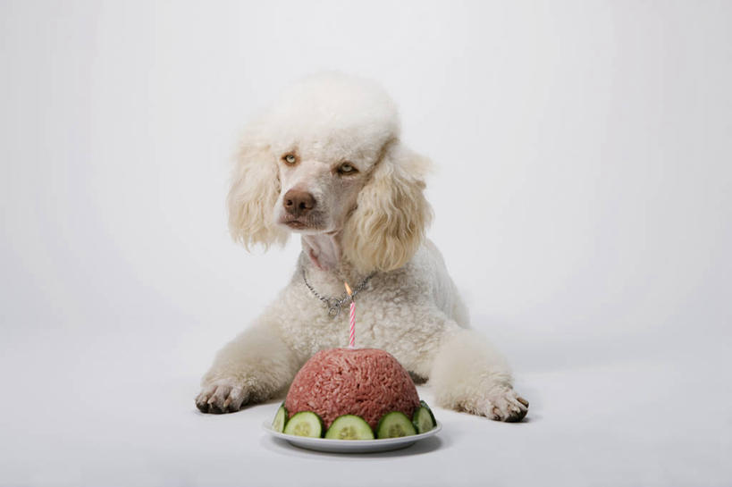 无人,横图,室内,白天,白色背景,正面,生日,宠物,狗,黄瓜,蔬菜,餐具,阴影,庆祝,新鲜,反射,碟子,盘,影子,肉,食品,猎犬,注视,肉类,食物,一只,白色,动物,盘子,碟,观察,看,趴着,可爱,摄影,有机食品,绿色食品,影棚,观看,庆贺,察看,关注,祝贺,肉食,忠诚,葡萄牙水犬,犬,青瓜,胡瓜,趴,彩图,全身,影棚拍摄,拍摄,单猎犬