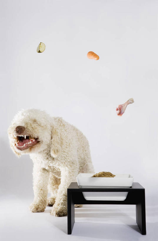 点心,无人,站,竖图,室内,白天,白色背景,正面,桌子,宠物,狗,吊挂,悬挂,木制,食品,猎犬,营养,挂,茶几,注视,食物,一只,动物,木制品,饼干,零食,观察,看,站着,张嘴,可爱,摄影,影棚,观看,察看,狗粮,关注,饲料,张大嘴巴,忠诚,葡萄牙水犬,张开嘴,犬,站立,彩图,全身,影棚拍摄,拍摄,狗饼干,犬粮,单猎犬