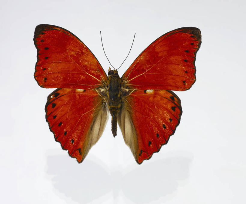 无人,横图,室内,特写,白天,白色背景,正面,蝴蝶,伸展,张开,展翅,翅膀,昆虫,标本,一只,红色,动物,摄影,影棚,益虫,张开翅膀,展开翅膀,彩图,影棚拍摄,拍摄