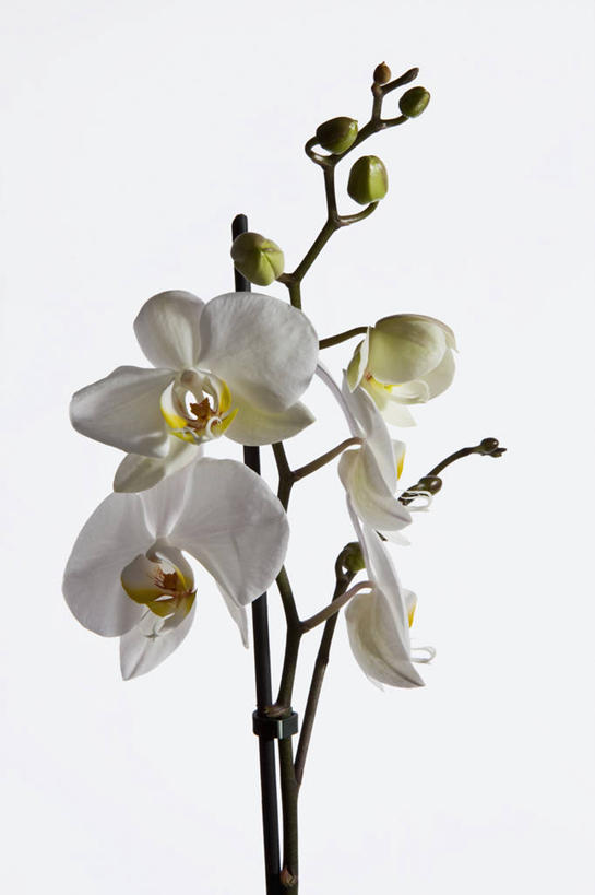 无人,竖图,室内,特写,白天,白色背景,正面,幸福,纯洁,蝴蝶兰,盛开,美丽,花蕾,花,花瓣,花朵,鲜花,白色,花苞,花蕊,摄影,影棚,初恋,蝶兰,兰中皇后,彩图,影棚拍摄,拍摄