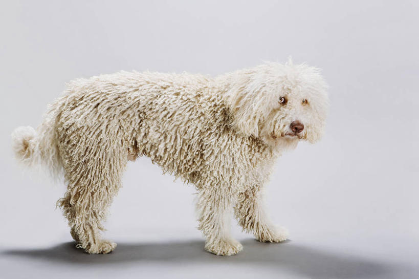 无人,站,横图,室内,白天,侧面,宠物,狗,阴影,灰色背景,反射,影子,猎犬,扭头,注视,一只,动物,观察,看,站着,转头,可爱,摄影,影棚,观看,察看,关注,忠诚,葡萄牙水犬,犬,站立,彩图,全身,影棚拍摄,拍摄,单猎犬