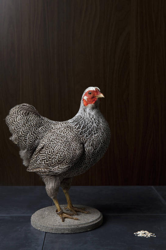无人,站,竖图,室内,特写,白天,侧面,鸟,静物,灰色背景,鸟类,标本,注视,一只,观察,看,站着,摄影,影棚,观看,察看,关注,珍珠鸡,鹫珠鸡,站立,彩图,全身,影棚拍摄,拍摄