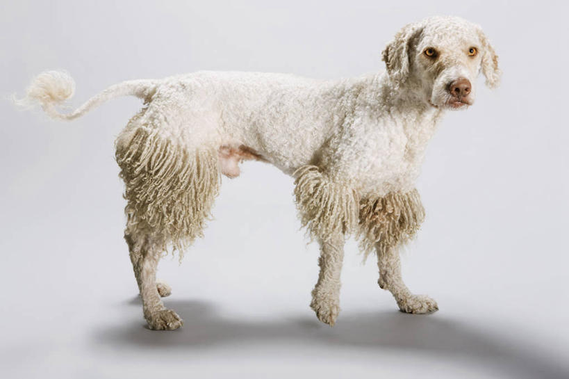 无人,站,横图,室内,白天,白色背景,侧面,宠物,狗,阴影,反射,影子,猎犬,扭头,注视,一只,动物,观察,看,站着,转头,可爱,摄影,影棚,观看,察看,关注,忠诚,葡萄牙水犬,犬,站立,彩图,全身,影棚拍摄,拍摄,单猎犬