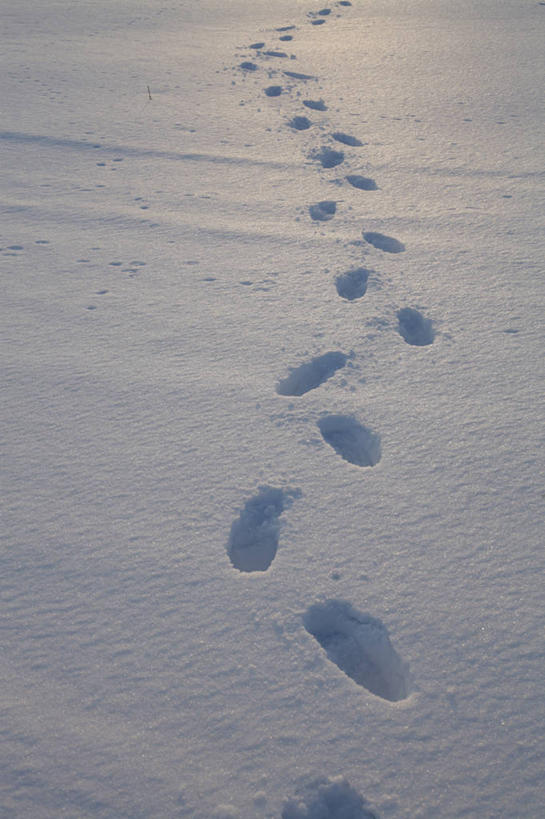 无人,竖图,俯视,室外,特写,白天,旅游,度假,美景,雪,大雪,德国,欧洲,一排,许多,脚印,阴影,朦胧,模糊,曲折,弯曲,整齐,光线,影子,积雪,景观,雪景,冬季,冬天,娱乐,排列,白色,阳光,自然,享受,休闲,景色,放松,寒冷,蜿蜒,足迹,卫生,西欧,队列,自然风光,纯真,德意志联邦共和国,严寒,洁净,行踪,脚迹,光明,恬静,中间色,朴素,清白,勃兰登堡,勃兰登堡州,彩图,高角度拍摄