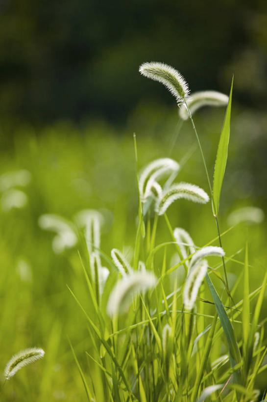 无人,竖图,室外,特写,白天,正面,旅游,度假,美景,美国,朦胧,模糊,景观,娱乐,狗尾巴草,自然,享受,休闲,狗尾草,景色,放松,北美,北美洲,自然风光,美洲,弗吉尼亚,弗吉尼亚州,北亚美利加洲,亚美利加洲,维吉尼亚,老自治领州,绿狗尾草,谷莠子,彩图,毛毛草,宿田翁