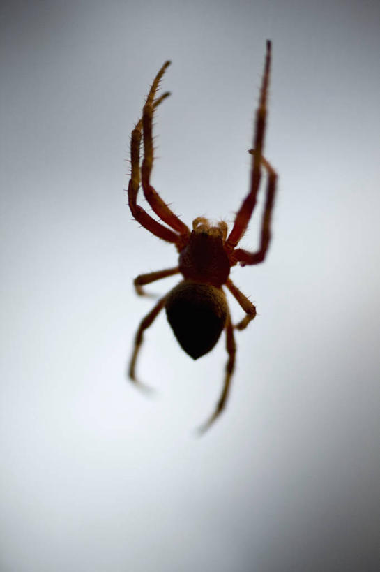 无人,竖图,室内,特写,白天,正面,吊挂,悬挂,阴影,灰色背景,反射,昆虫,蜘蛛,影子,挂,一只,动物,摄影,影棚,八脚螅,节肢动物,益虫,波丝,彩图,全身,影棚拍摄,拍摄