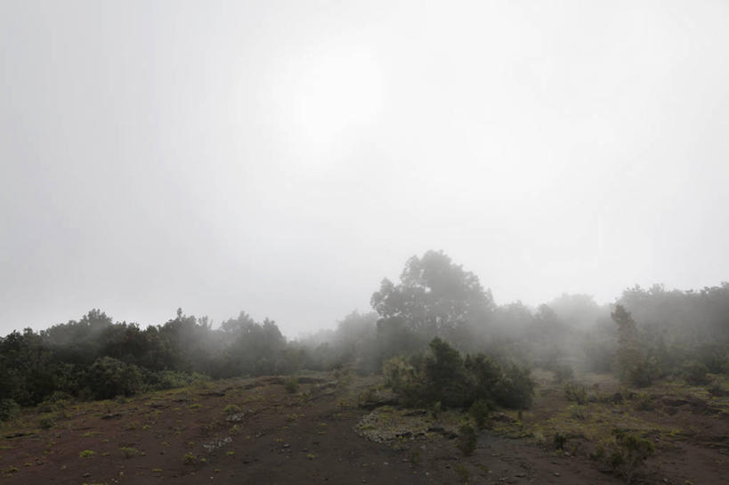 无人,横图,室外,白天,正面,旅游,度假,草地,草原,草坪,美景,树林,植物,雾,西班牙,欧洲,枯萎,朦胧,模糊,荒野,景观,旷野,热带,娱乐,草,树,树木,绿色,自然,享受,休闲,景色,放松,生长,成长,死亡,迷雾,加纳利群岛,南欧,自然风光,原野,加那利群岛,荒原,西班牙王国,枯败,费罗岛,耶罗岛,大雾,彩图