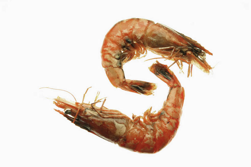 海鲜,无人,横图,俯视,室内,特写,白天,白色背景,虾,水产,大虾,海洋生物,两只,摄影,影棚,对虾,水生动物,海产品,水生物,海底动物,斑节虾,东方对虾,中国对虾,彩图,高角度拍摄,全身,影棚拍摄,拍摄