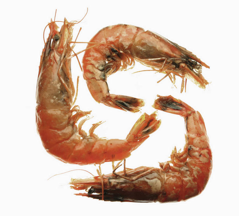 海鲜,无人,横图,俯视,室内,特写,白天,白色背景,三只,虾,水产,大虾,海洋生物,摄影,影棚,对虾,水生动物,海产品,水生物,海底动物,斑节虾,东方对虾,中国对虾,彩图,高角度拍摄,全身,影棚拍摄,拍摄